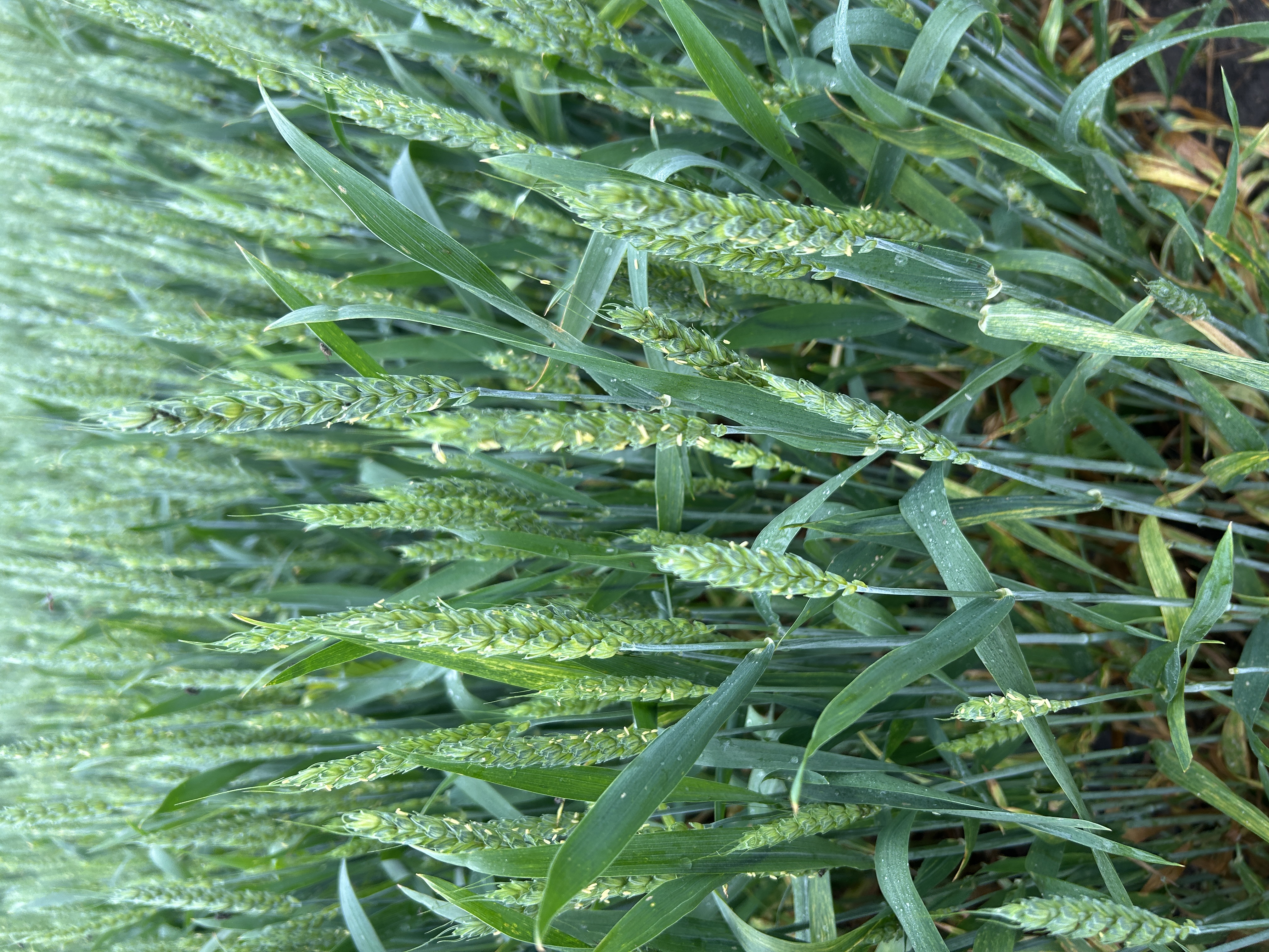 Vibrant green wheat plants. 
